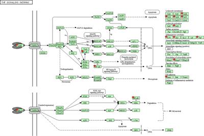 A Computational Approach Identified Andrographolide as a Potential Drug for Suppressing COVID-19-Induced Cytokine Storm